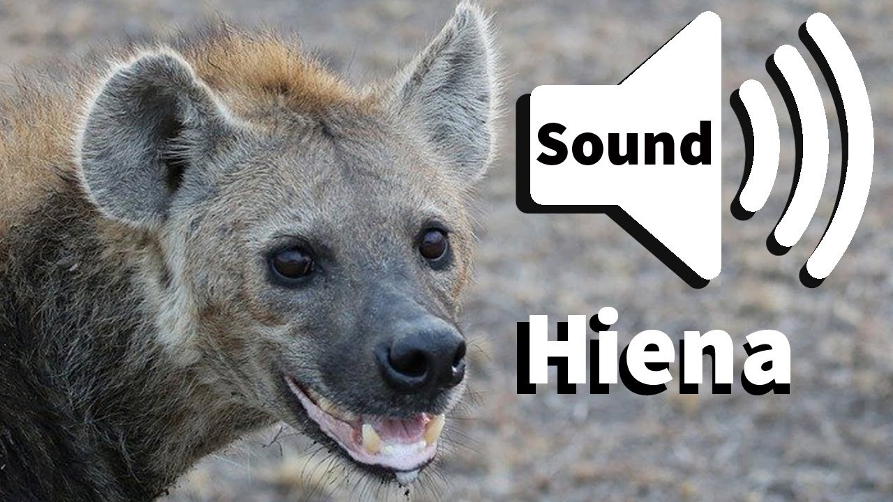 efeito sonoro de risada de hiena - sound effect hyena laugh - 効果