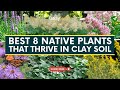 Best 8 native plants that thrive in clay soil   gardening tips