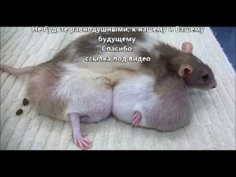 Гмо кукуруза. Генетически модифицированная Кукуруза. Шокирующее видео ...