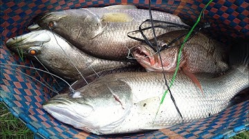 Câu Cá Chẽm Lure Cá Chẽm Bằng Mồi Nhạy Nhất megabarra.Mồi Giả Câu Cá Chẽm Lần Đầu Câu Cá Chẽm