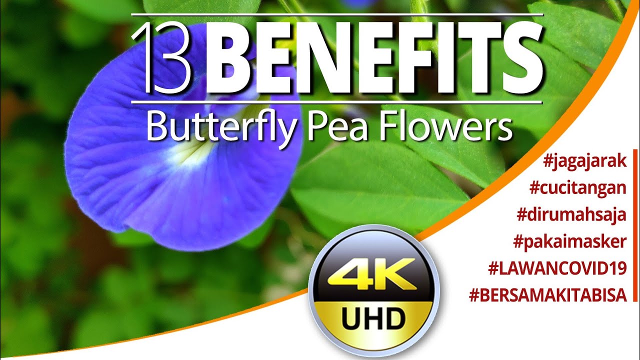 13 BENEFIT of BUTTERFLY PEA FLOWERS (See Description below) YouTube