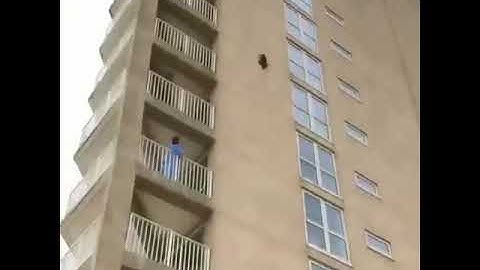 A cat jumps off a tall building and survives