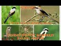 Suara Pikat Burung Cendet Atau Pentet Menjerit Paling Ampuh Mp3 - Mp4 Download