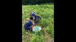 I gleaned with NJ Farmers Against Hunger~