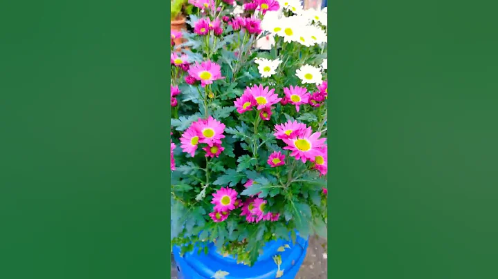 My Autumn flowers on full bloom#dmmixvlogs - DayDayNews
