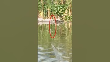 MANCING LOBANG IKAN NILA BABON