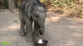 A Day in the Life of Baby Elephant Bella - Thailand