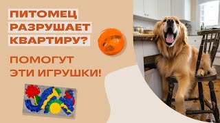 Собака Или Кот Разрушают Дом? Решение Есть: Специальные Игрушки!