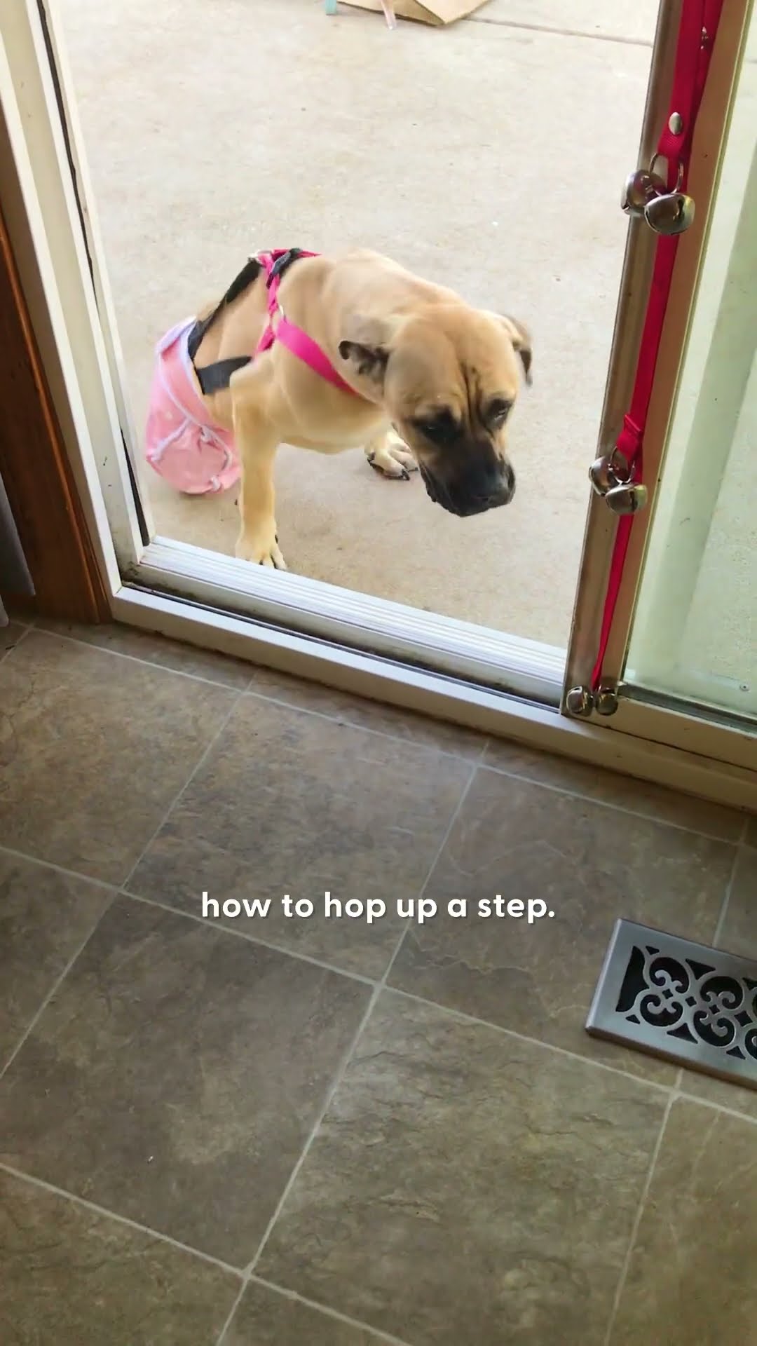 Dog With Two Legs Can't Stop Smiling When She Runs | The Dodo
