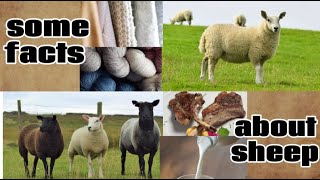 some facts about sheep