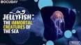 The Fascinating World of Jellyfish ile ilgili video