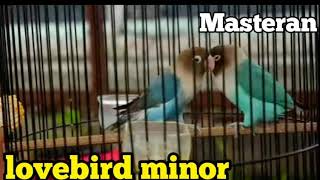 suara masteran lovebird minor tempo lambat