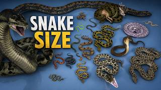 Snake Size Comparison | Smallest to Largest Snakes Ever