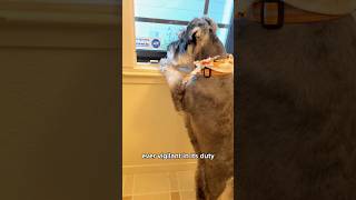 The truth about Mini Schnauzers | pt. 2