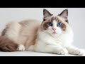 Satisfying Sound of Ragdoll Cat Cleaning