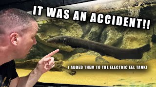 My ELECTRIC EEL gets tank mates added to his aquarium!!!! (MISTAKE) - The king of DIY