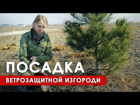 Озеленение участка: подбор растений и особенности посадки живой изгороди // 6+