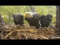 Decorah Eagles-Mom Protects Eaglets From Strong Winds 05.24.2019
