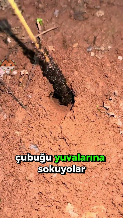 The Chinese's Ingenious Insect Hunting Method!🐜