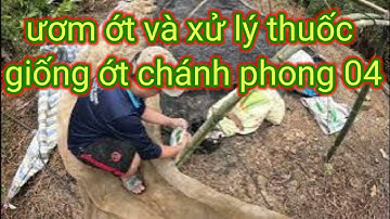 cách ươm ớt dễ nhất cực nhanh nảy mầm không cần ngâm hạt| GNQT #1