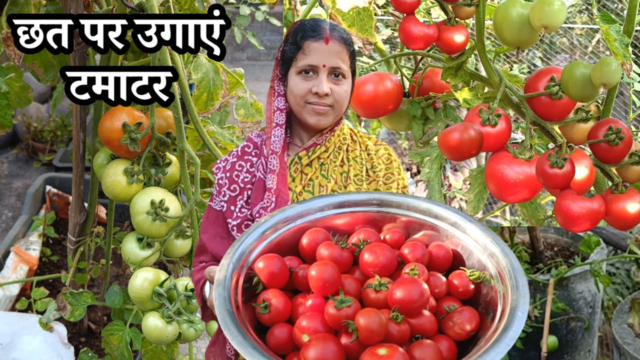 छत पर टमाटर उगाने का बहुत ही आसान तरीका #tomatar #tomato 