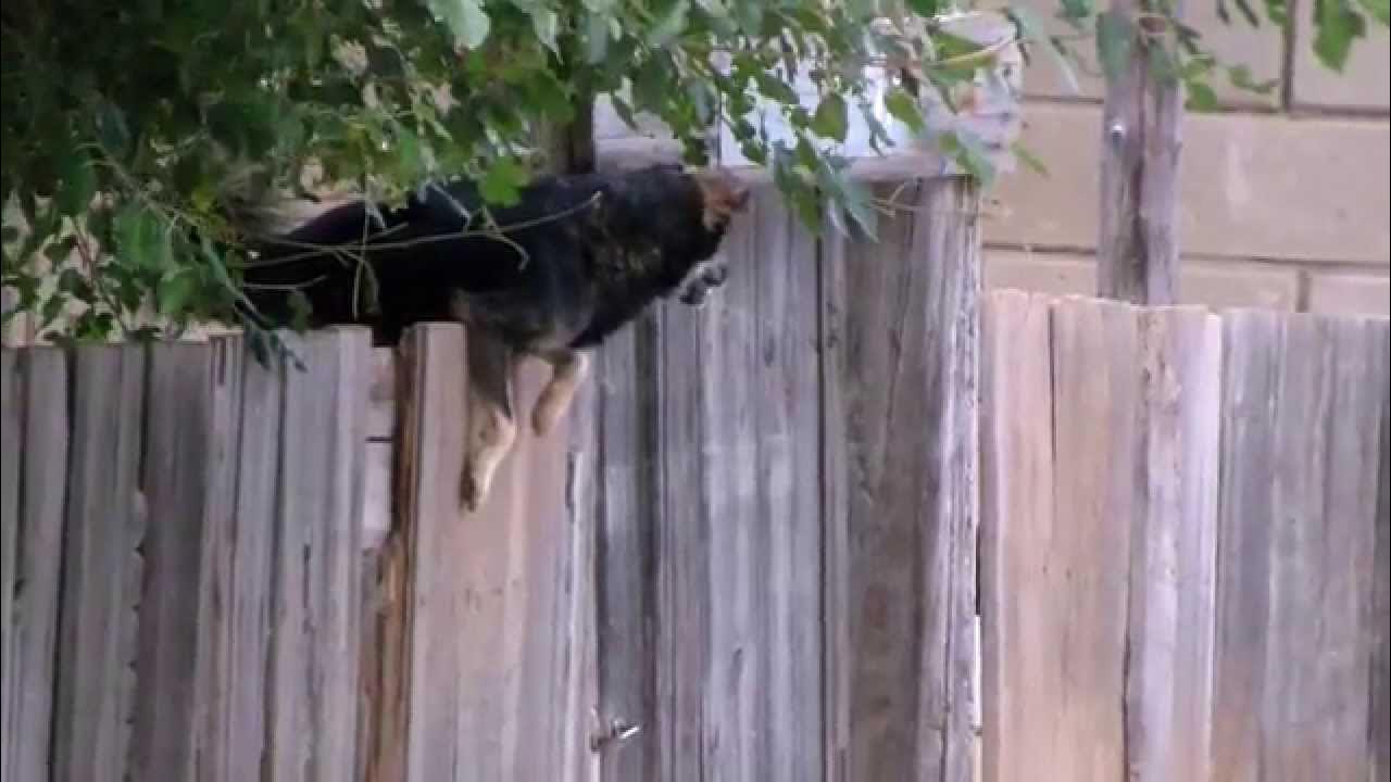 Собака за забором. Собака прыгнула через забор. Собака через забор. Собака на заборе. Бегающая вдоль забора лающая шавка.