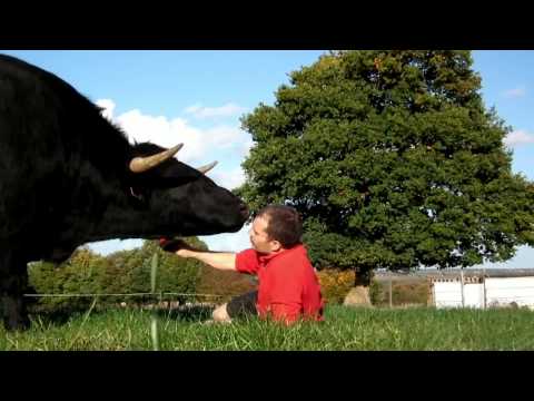 Video: Come Vivere Con Un Toro