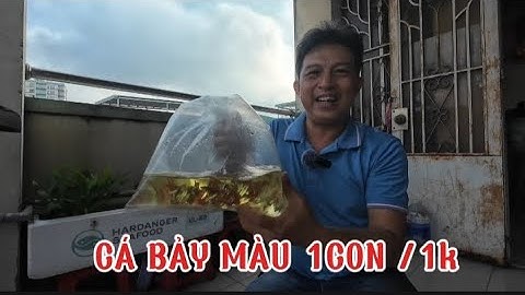 CÁ 7 MÀU 1 BỊCH/100k=100 CON MUA TẠI CHỢ LƯU XUÂN TÍN 