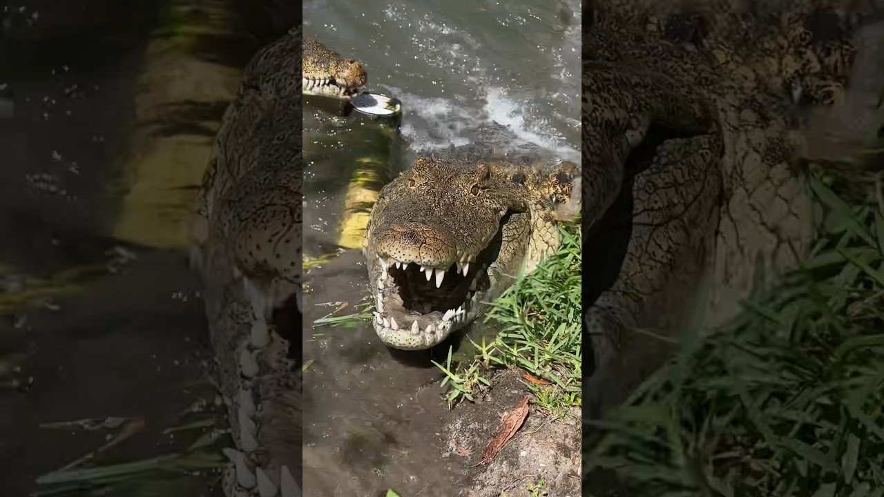 ⁣Crocodile AMBUSH! #short #shorts #animal #wildlife #Crocodile #nature