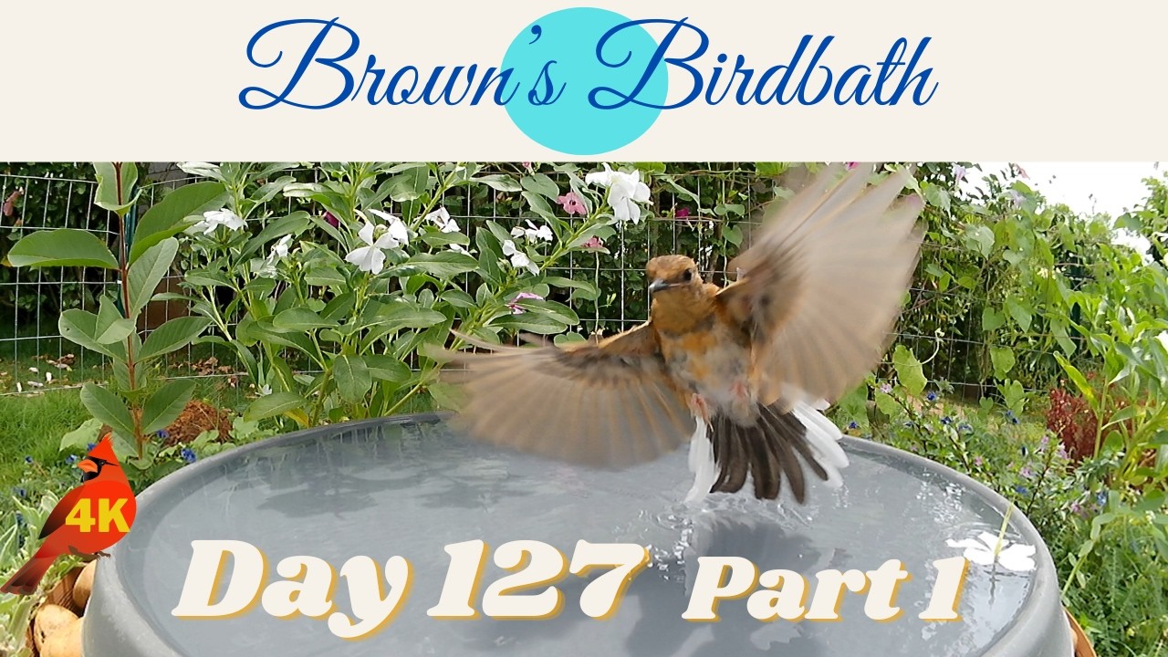 Brown's Birdbath Day 127 Part 1 #whiteeye #メジロ #shama #アカハラシキチョウ #cardinal #カーディナル #spotteddove