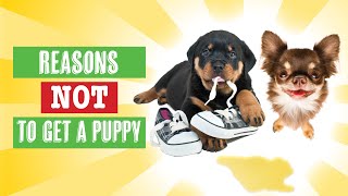 Reasons Not To Get A Puppy | The Realities of Puppy Parenting by Dog Nerd Show 113 views 9 months ago 11 minutes, 59 seconds