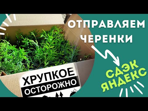 Процесс упаковки черенков