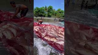 Massive Fish Catch Near the Shore! 🌊 | Incredible Net Fishing Moments #shorts #netfishing