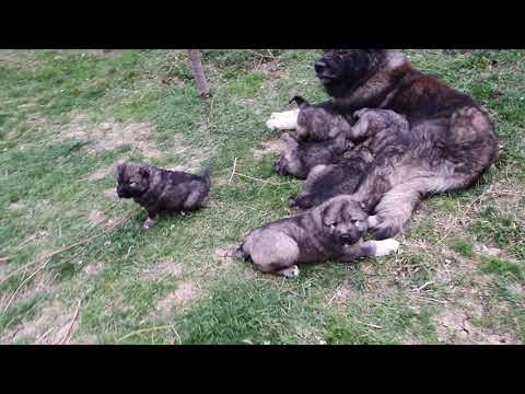 როიალ ძევრი ქეთი (ძუ) / Royal Dzevri Keti (fm)