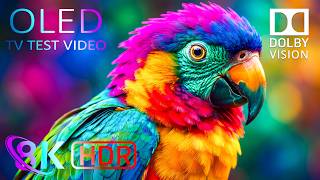 You Won't Believe This 16K HDR Nature Video | Dolby Vision OLED Test (4K Video • 8K Ultra HD TV)