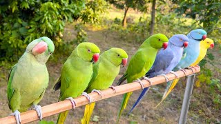 Indian Ringneck Parrot Videos