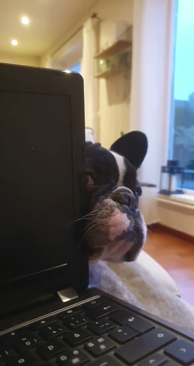 Frenchie Begs For Chip Share || ViralHog