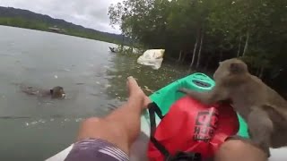 🔵 🚣 🎣 CAIAQUE VS MACACO - MACACO ATACANDO REMADOR