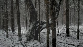 Tagelharpa Song Winter Is Coming