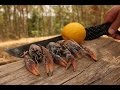 Freshwater YABBIES - Catch n Cook | TDB