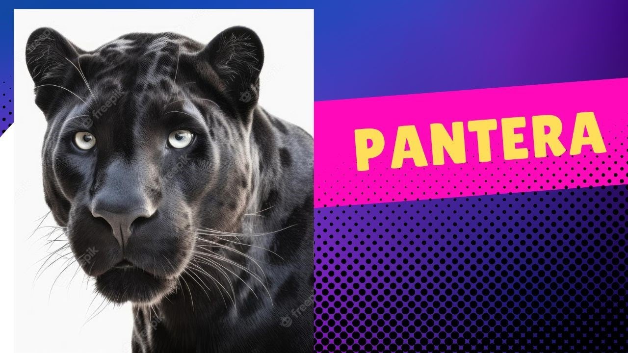 PANTERA NEGRA Animales Divisiòn Sudasiàtica del Pacifico - YouTube