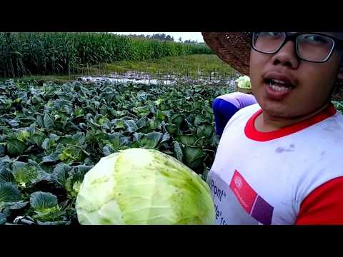 Video: Kubis Mewah Di Kebun Anda