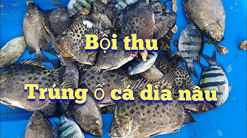 Báo cá dìa nâu#fishing #dânbiển