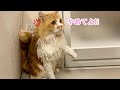 半年ぶりのお風呂で普段は温厚な猫がブチギレてしまいました…