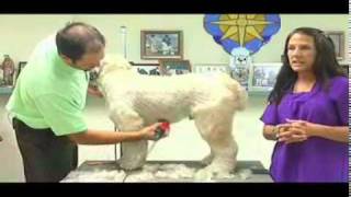 Super Styling Session SoftCoated Wheaten Terrier Grooming Tips