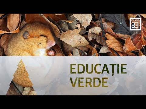 Video: Când hibernează hibernatorii?