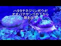 海水魚達の朝食　2019.03.09