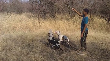 Pitbulls how high can it jump