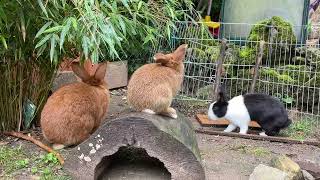 Cute Bunnies in Playground 🐰🐰🐰 #cute #bunny #play #viral by Piano Bunny 376 views 8 months ago 1 minute, 22 seconds