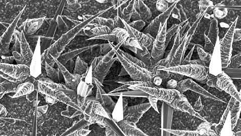 SEM tilt series of Ge Nanocones from the NUANCE Center